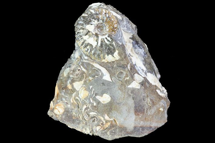 Hoploscaphites Ammonite & Clam Cluster- South Dakota #73846